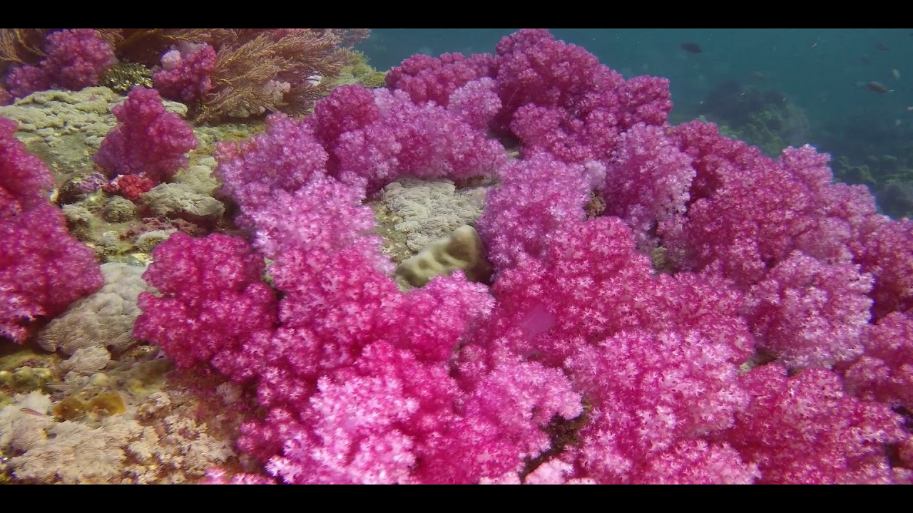 Diving Koh Lipe  jan  2019