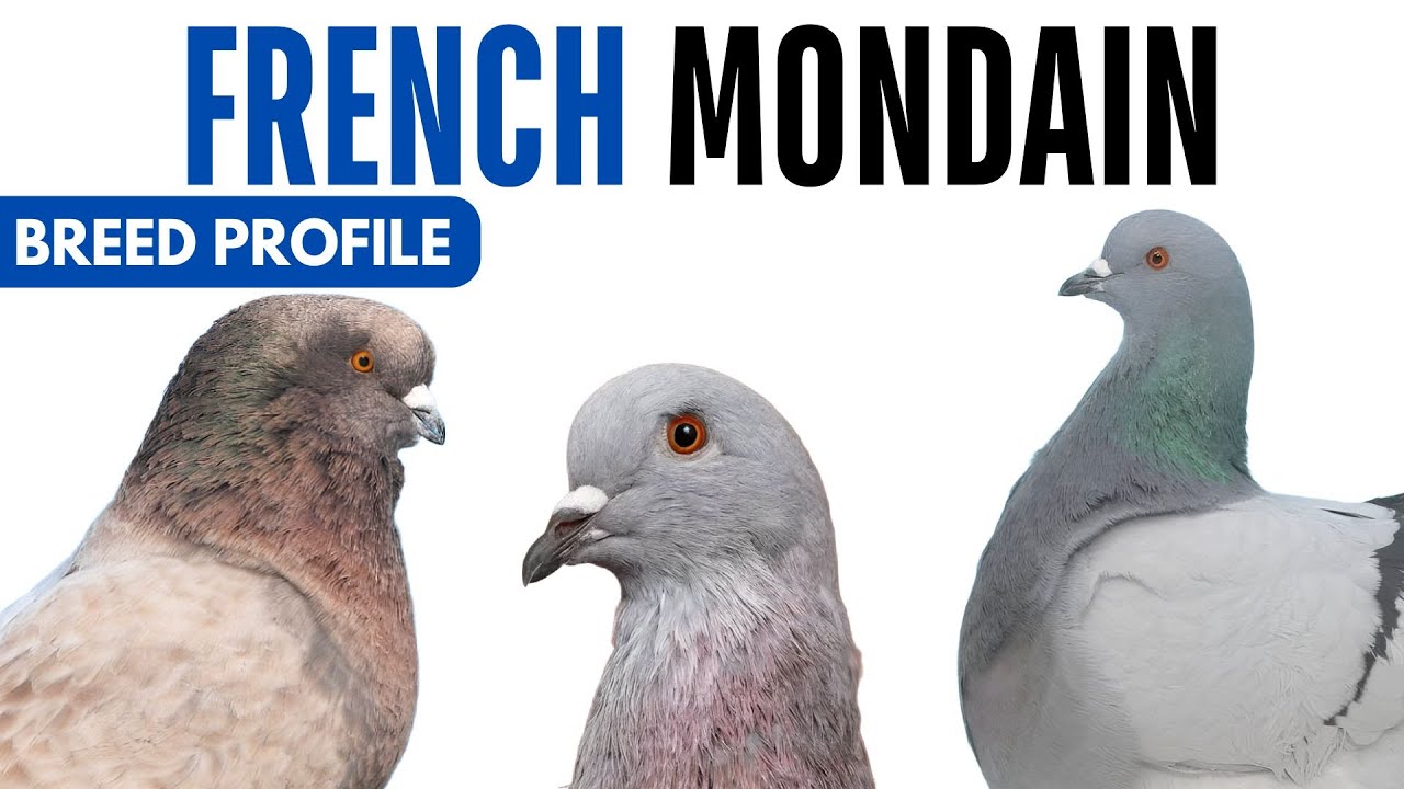 French Mondain Pigeon Breed Profile - History - French Mondain Pigeon Health Issues Price Training