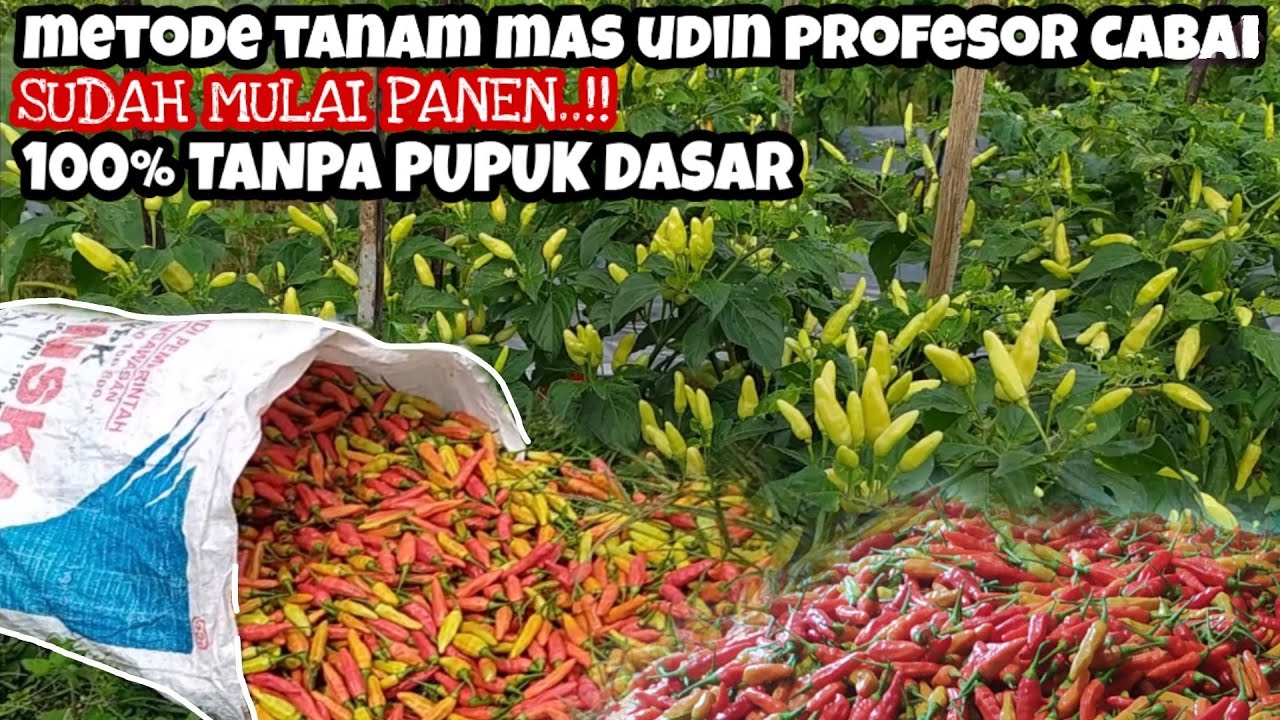TANAM CABAI ORI 212 TANPA PUPUK DASAR USIA 114 HST | METODE TANAM ALA MAS UDIN PROFESOR TANAMAN CABE