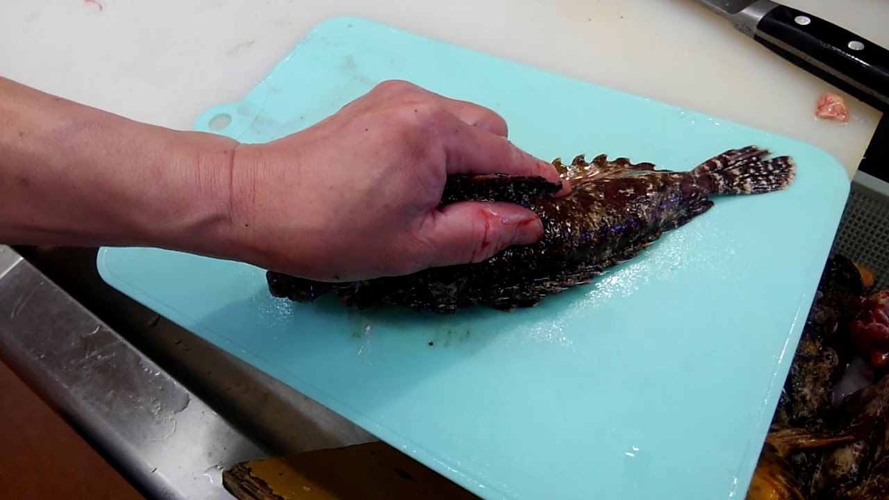 プロが捌くオコゼ