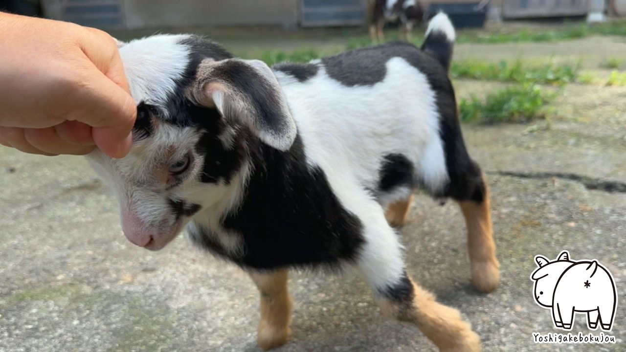 子ヤギの負けられない闘い 2024年7月27日 手作りヤギ牧場 goat farm 吉がけ牧場