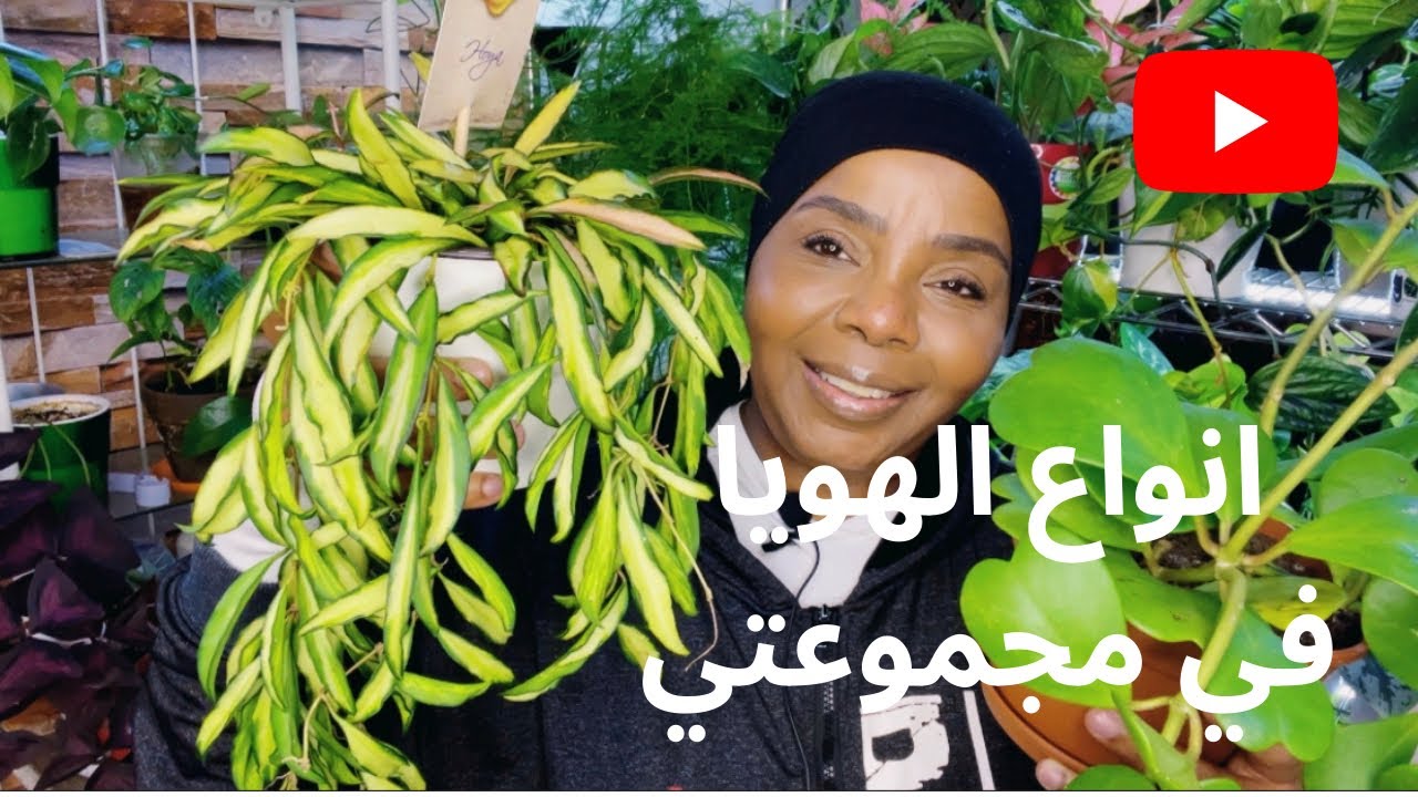 نبات الشمعة الهويا عناية واهتمام وسقي 🪴
