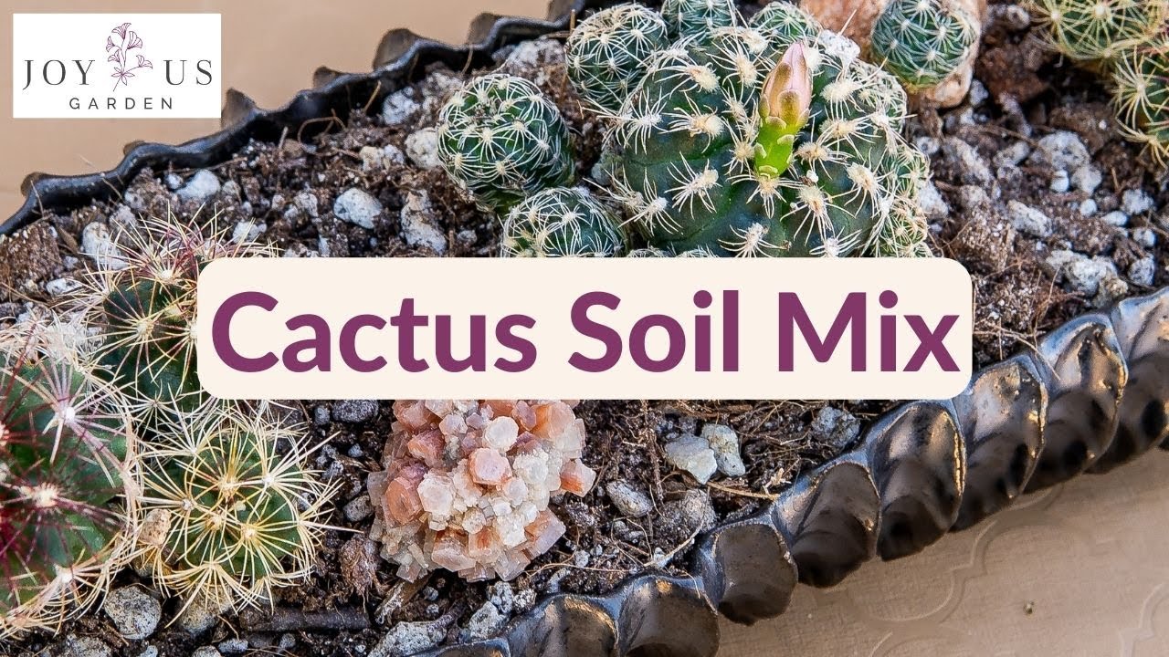 CACTUS SOIL MIX: WHAT CACTUS NEED / JoyUsGarden