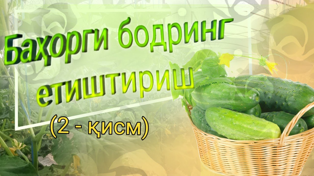 Баҳорги бодрингни етиштириш (2 - қисм)
