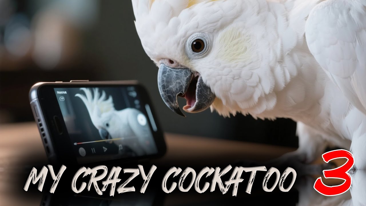 My Crazy Cockatoo 3 &ndash; Starts a Dance Battle With the Laptop Screen