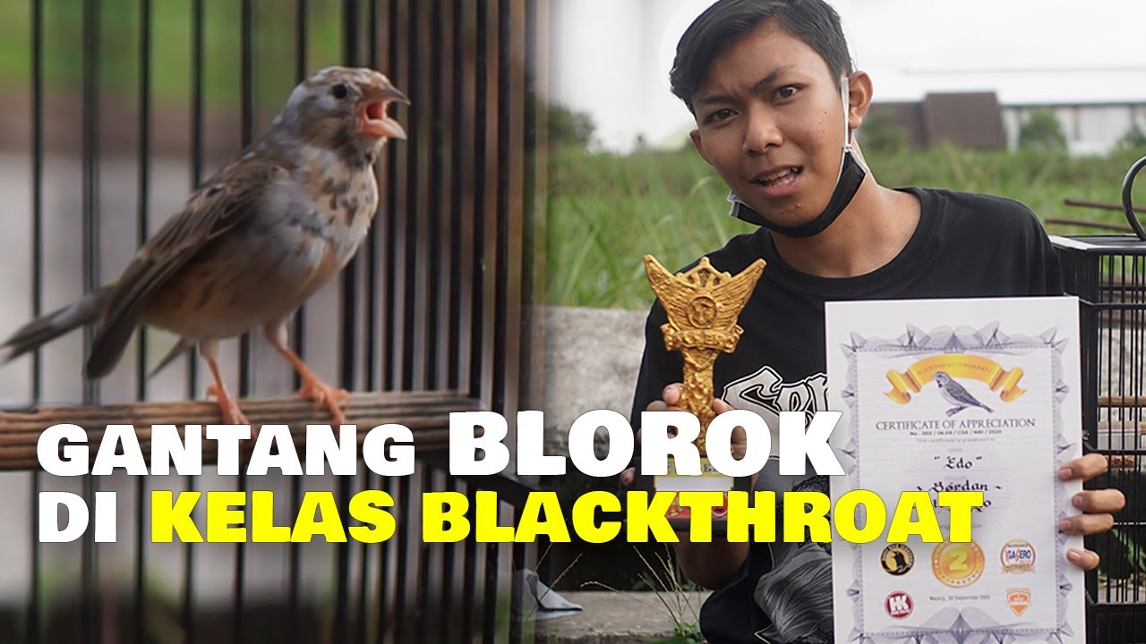 GANTANG BLOROK DI KELAS BLACKTHROAT