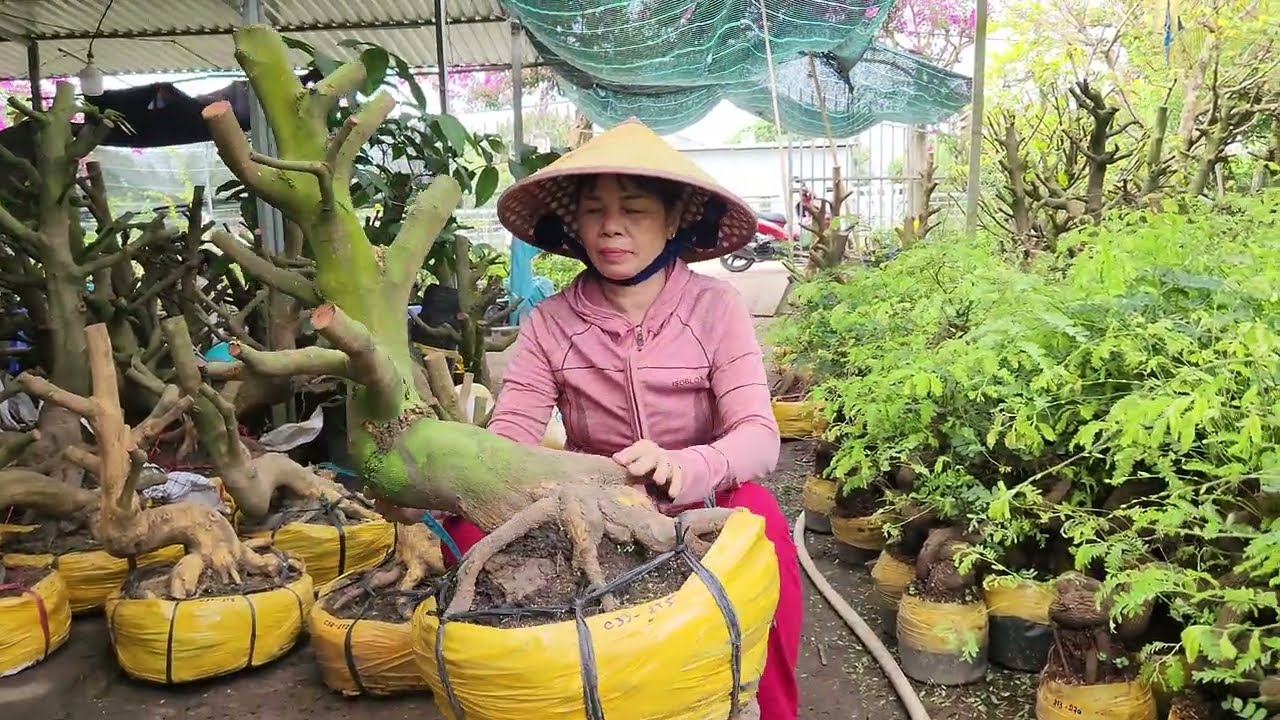 Mai vàng dảo hạt Chào bán ngày 17/2 - Anh Ba Miền Tây LH 0776500908 zalo 