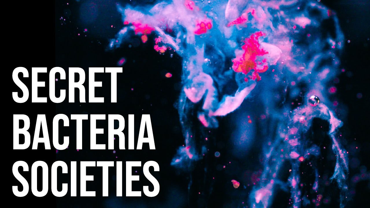 Corals farm bacteria? | Reef Receipts