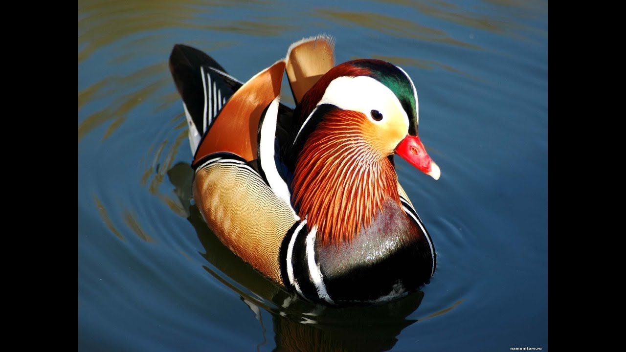 Птица утка Мандаринка (Aix galericulata). Московский зоопарк (Moscow Zoo).