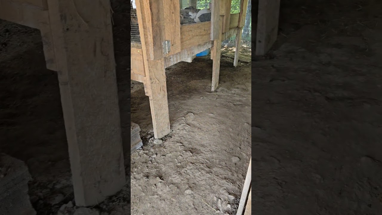 New Rabbit Barn Cleaning Tool! #rabbit #animal #bunny #farming #rabbitfarm #homesteading #farm #tool