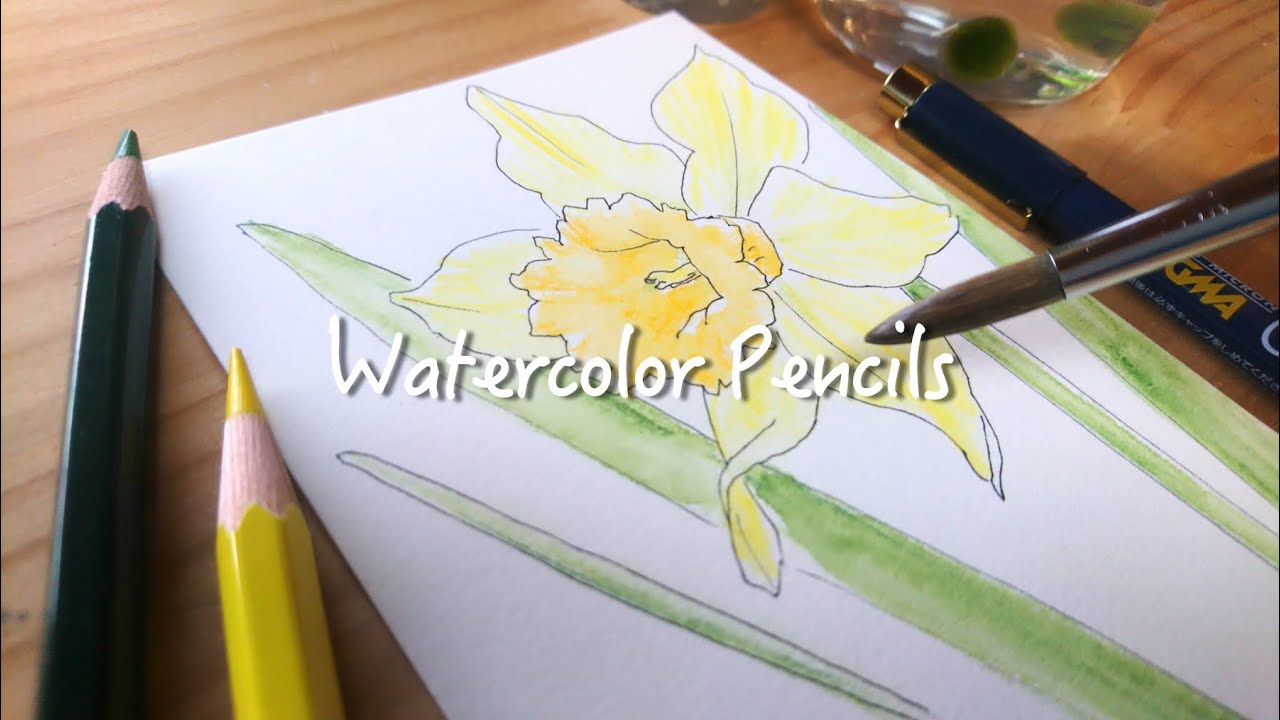 【水彩色鉛筆】水仙を描く | Darawing Narcissus Flower with Watercolor Pencils
