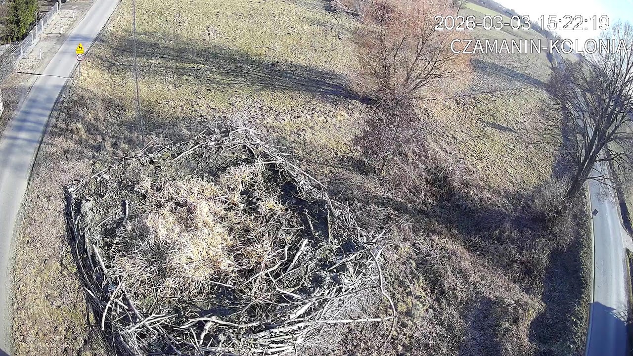 Bocianie gniazdo - Czamanin-Kolonia, Gmina Topólka
