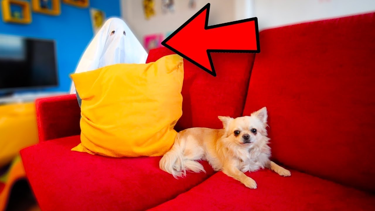 UN FANTASMA SPAVENTA IL MIO CANE!
