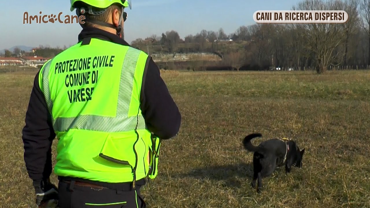 Cani da 