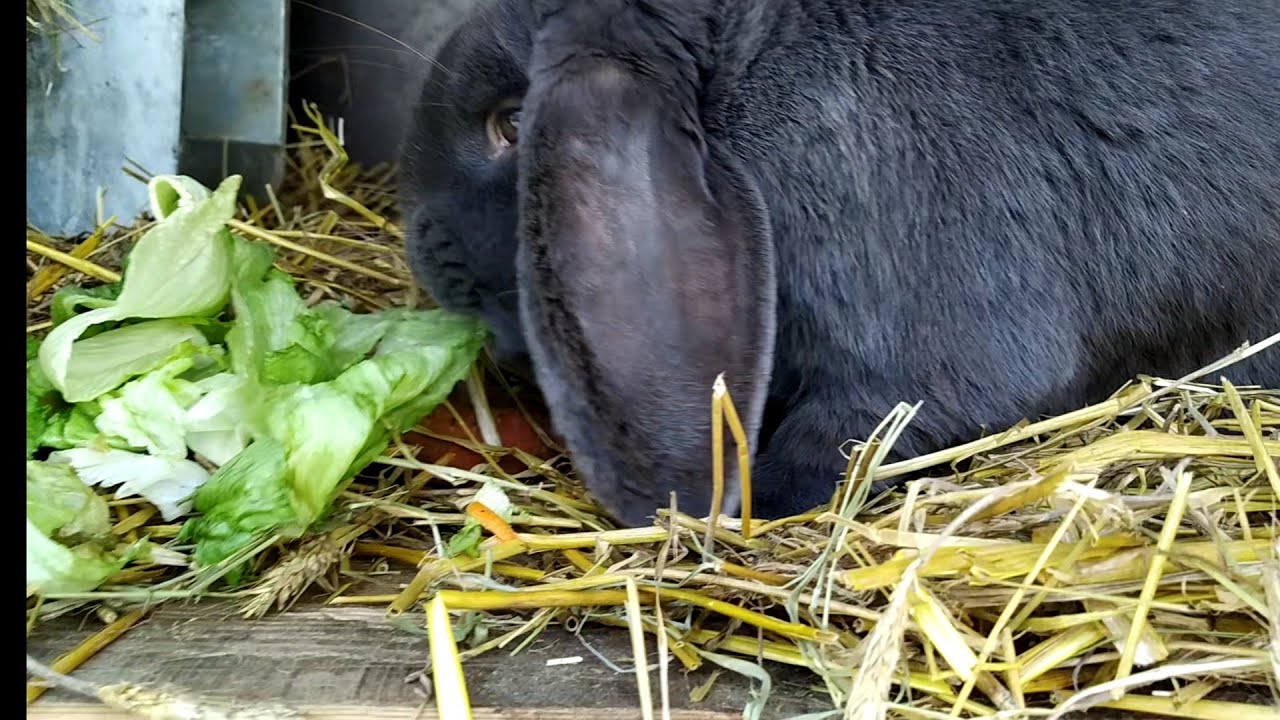 Sałata dla samczyka - baranką w końcu opadły uszy🐰🐰
