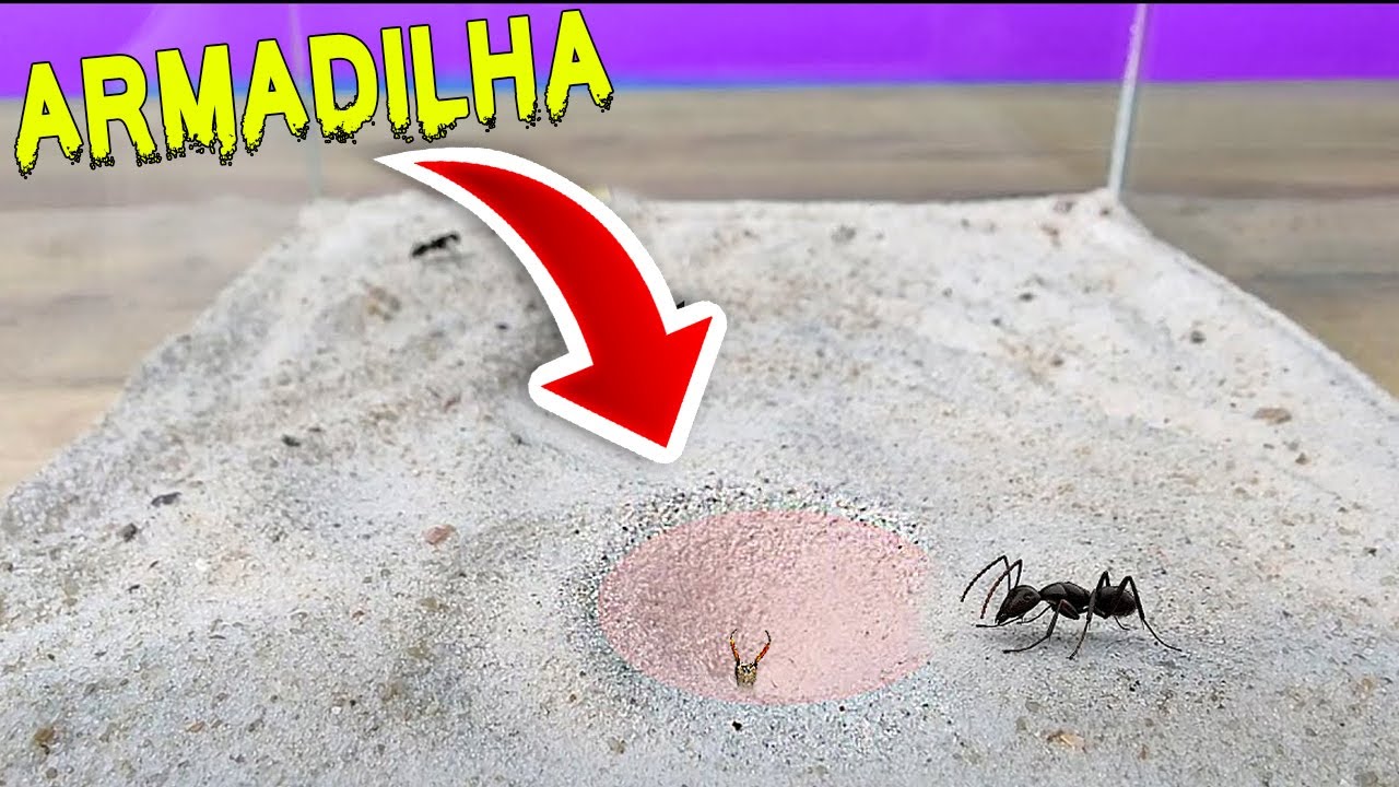 GRANDE BATALHA da FORMIGA vs FORMIGA LEÃO *armadilha*