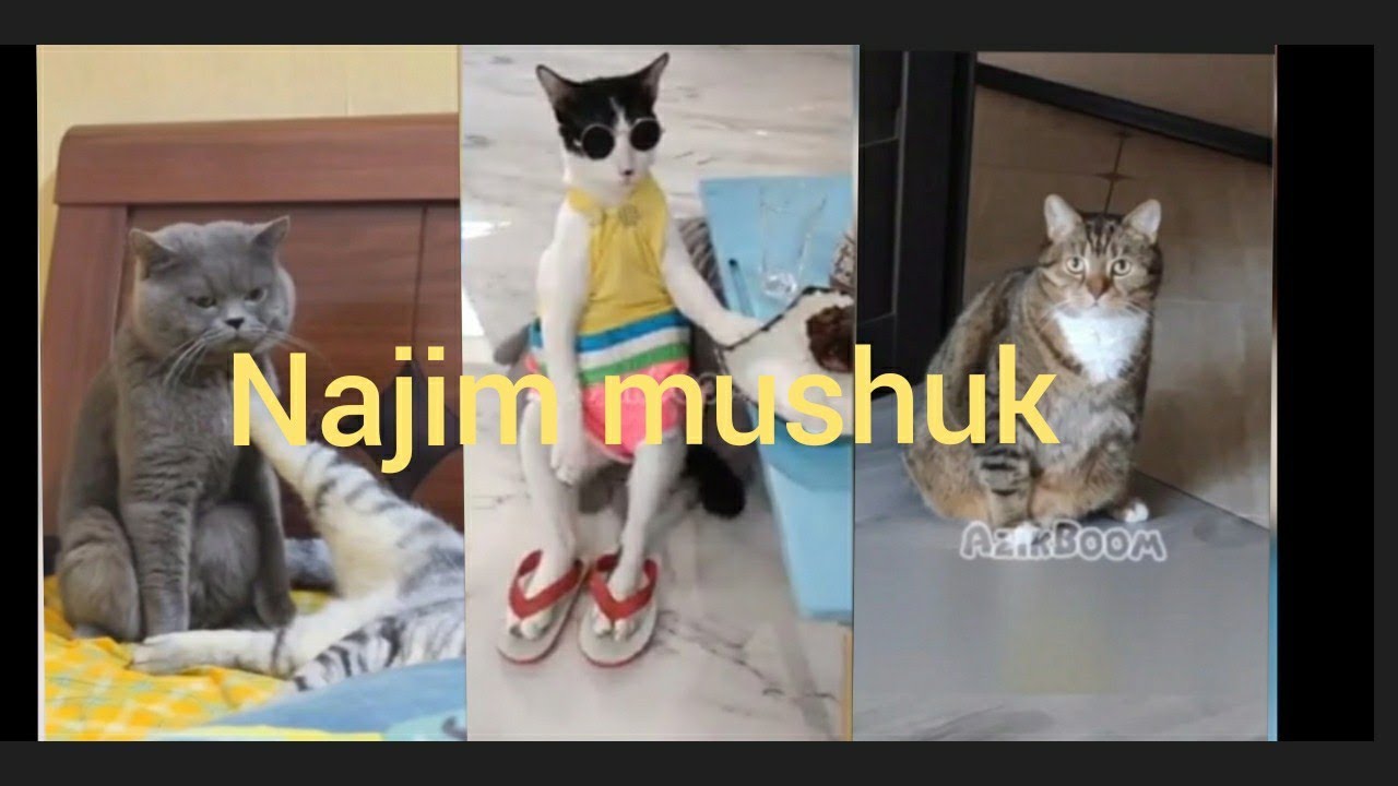 Najim mushuk🐱 2023–Azik Boomdan yangi dublyajlar