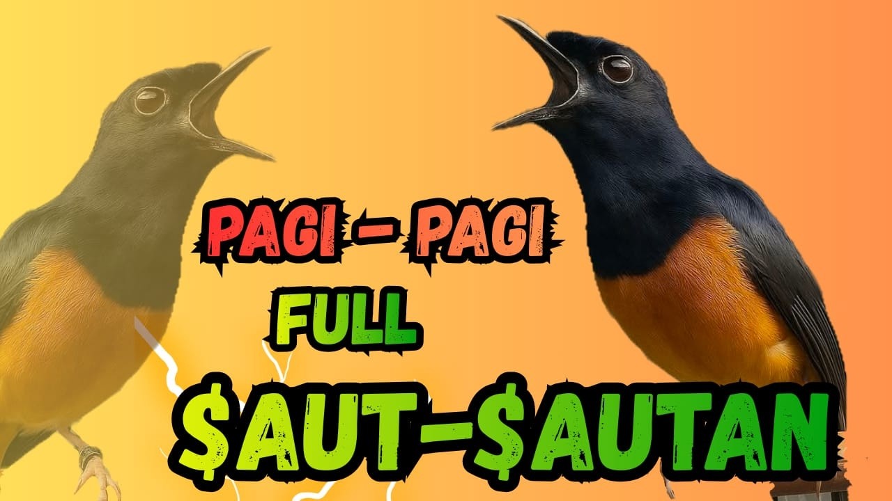 FULL ISIAN🔥PANCINGAN MURAI BATU GACOR DALAM HITUNGAN DETIK MURAI BATU APAPUN LANGSUNG CEPAT BUNYI