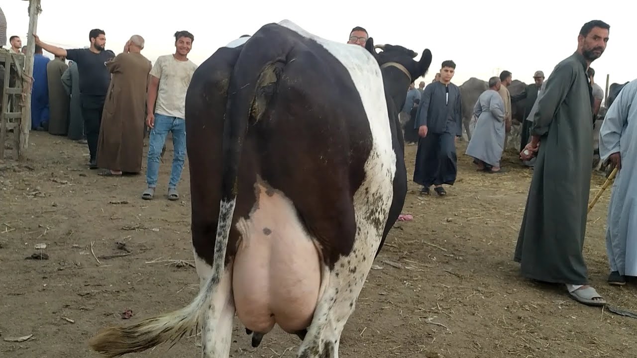 انخفاض كبير في أسعار البقر الوالد من سوق طنطا العمومي للمواشي بتاريخ ٢٠٢٥/٦/٢٩