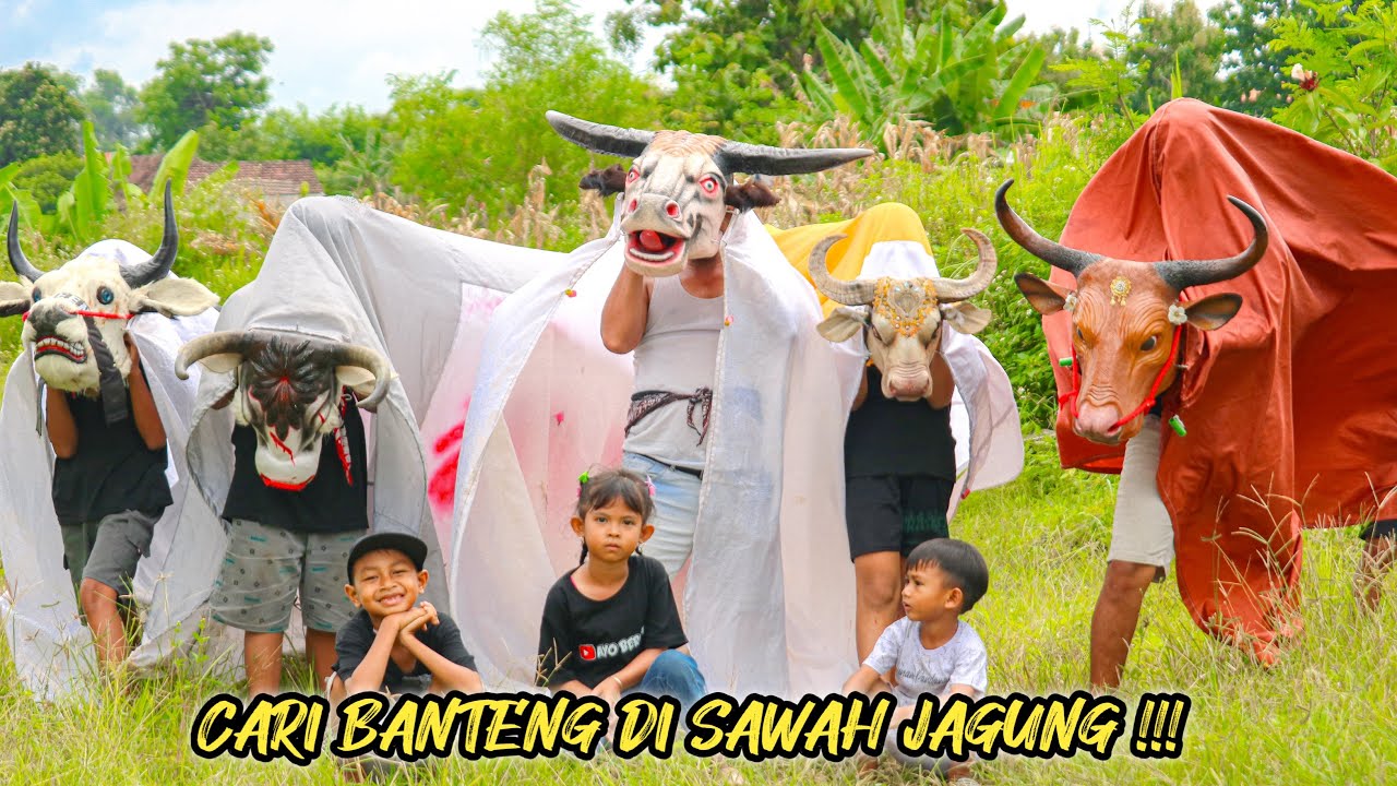 CARI BANTENG DI SAWAH JAGUNG 😲🐄🐂