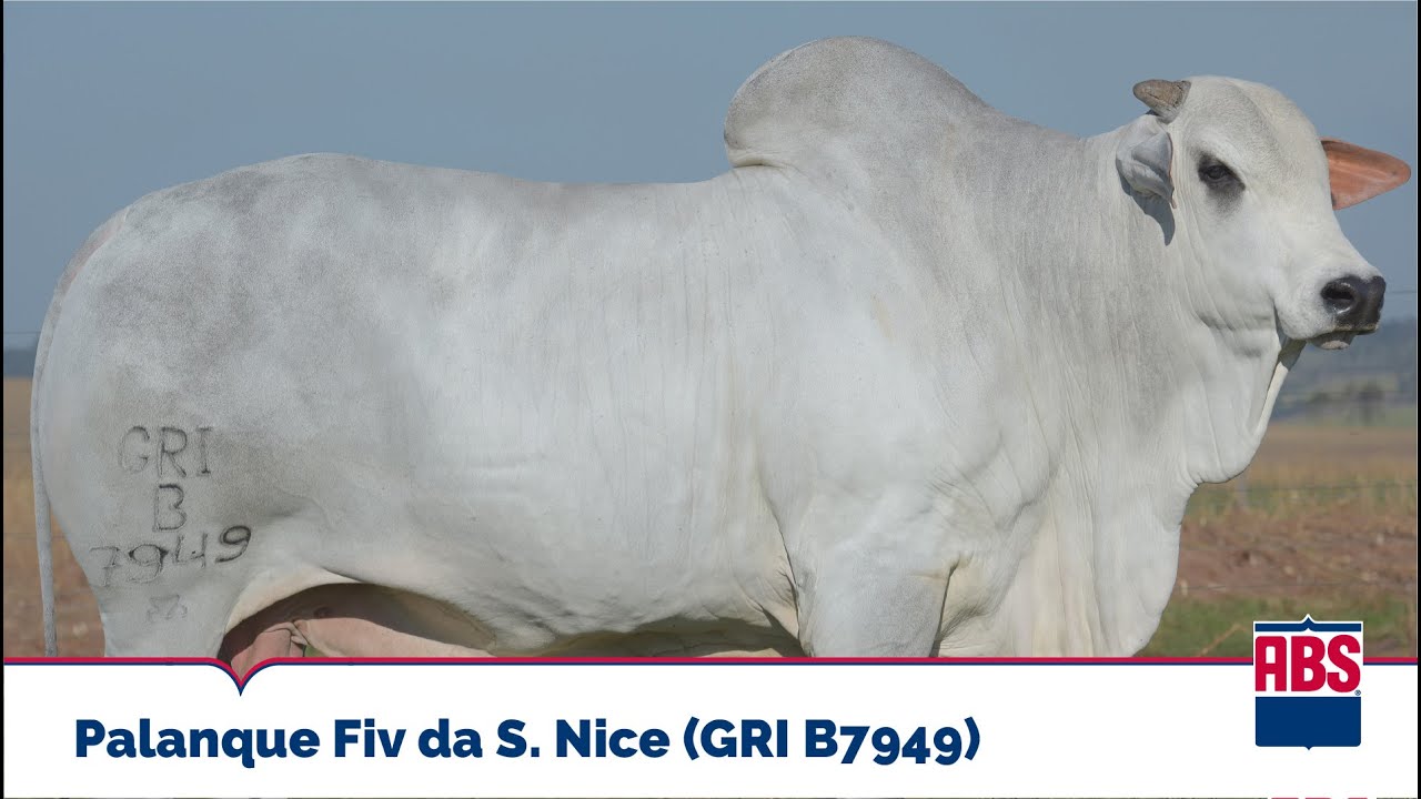 PALANQUE FIV DA S. NICE (GRI B7949) - Touro Nelore ABS
