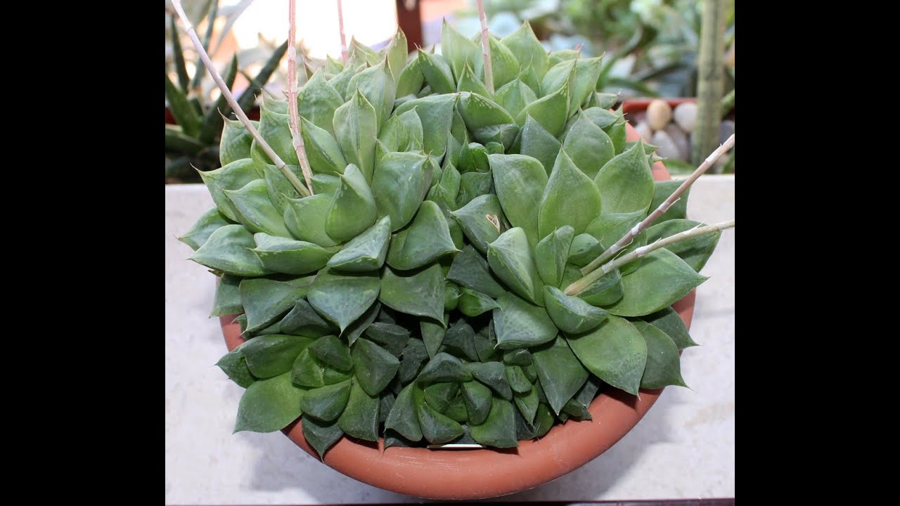 HAWORTHIA CUSPIDATA