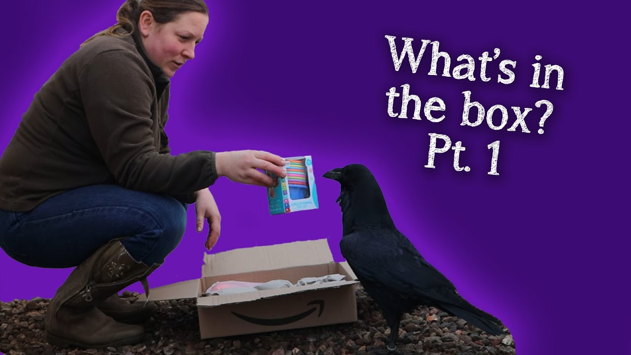 Fable the Raven | What's In The Box? Episode 1 | Gifts for Fable!