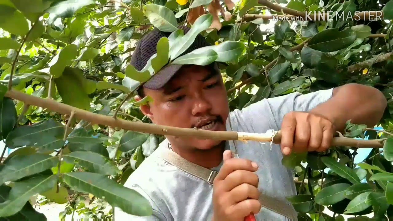 Tips Cara cepat dan mudah mencangkok pohon kelengkeng 100% Sukses