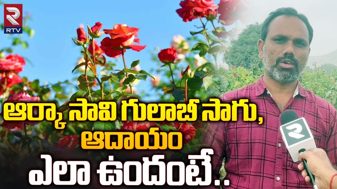 Arka Savi Rose Farming : 30 సెంట్ల లో గులాబీ సాగు, ఆదాయం ఎలా ఉందంటే.. | RTV