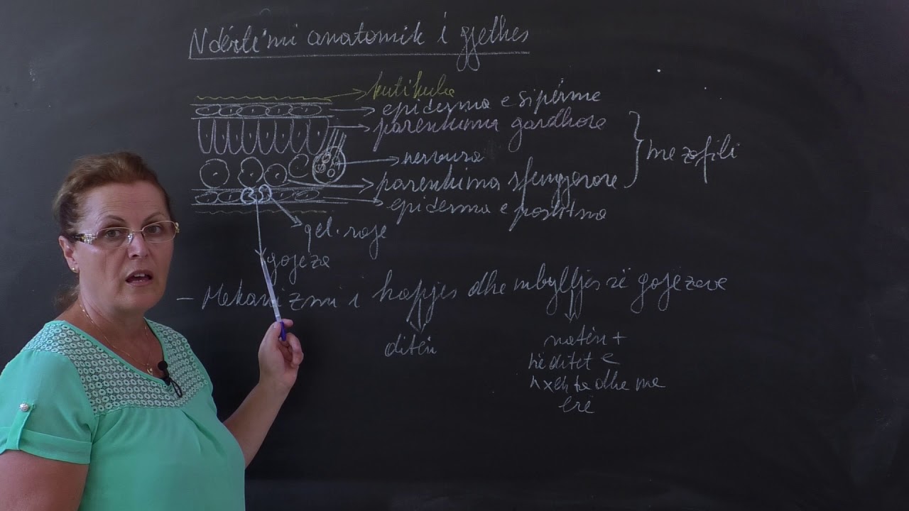 MATURA 2020 (Biologji) -  Ndertimi anatomik I gjethes