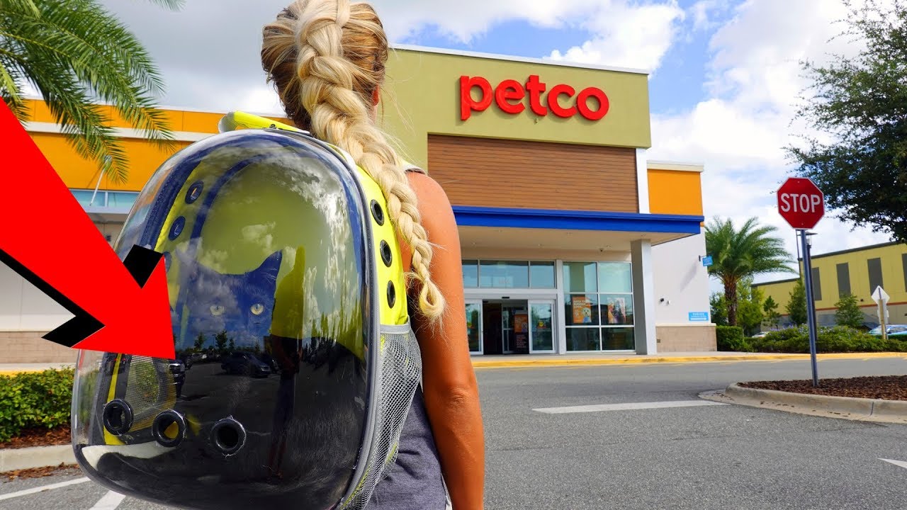 Bella's Adventures in a Cat Backpack