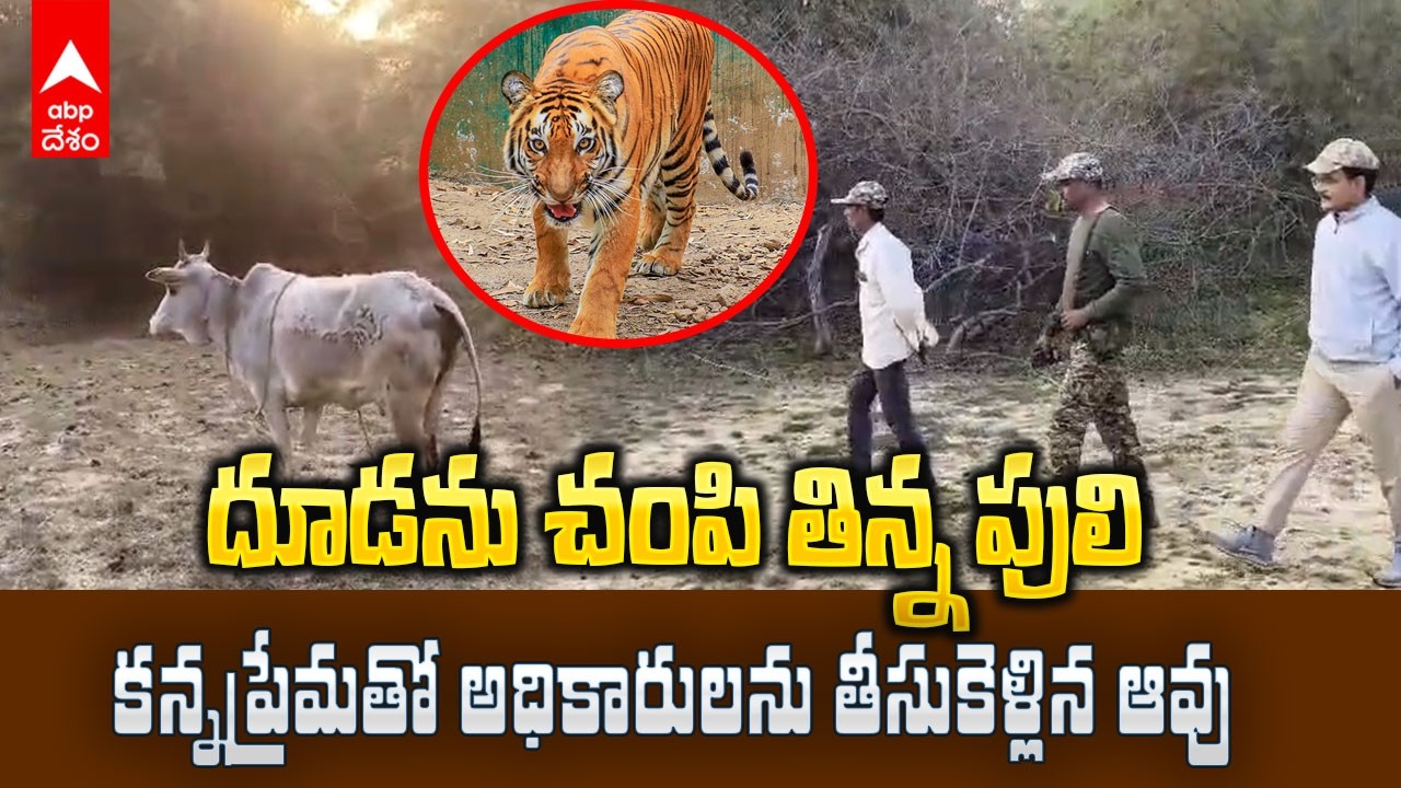 Tiger attack on calf Sirpur forest | బిడ్డను కోల్పోయిన చోటికే అధికారులను తీసుకెళ్లిన ఆవు | ABP Desam