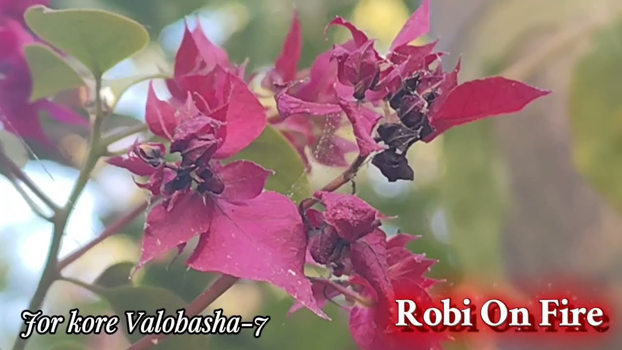 (Part-7) Jor kore Valobasha। Robi On Fire
