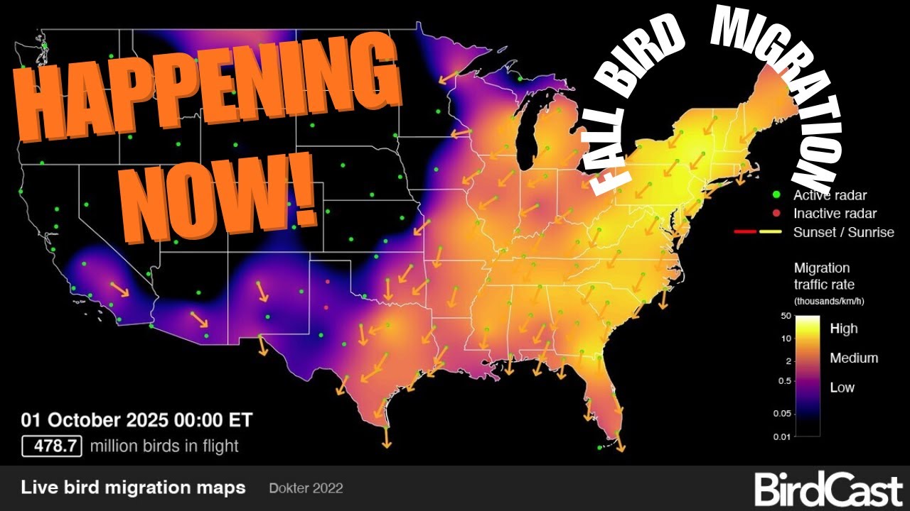 Bird Migration!