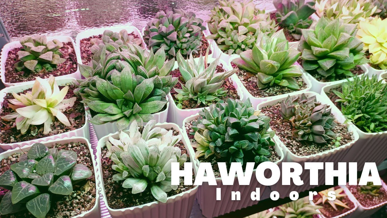 Different Haworthia Varieties // Under Growlights // August 2021