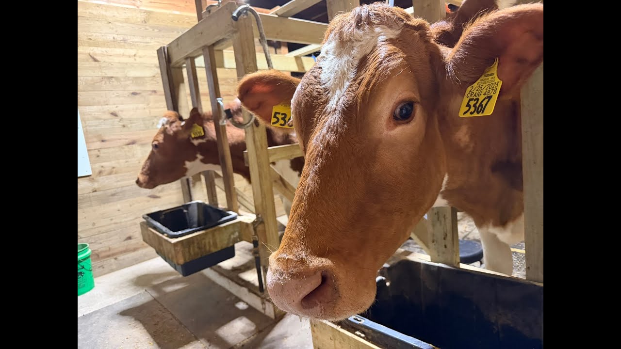 Almost Milking Cows