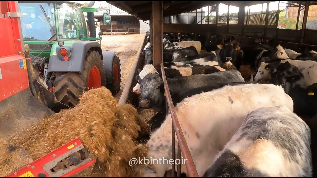 Farm Chores - Feeding Cows - Feeding Main🚜🐄#farming #tractor #farmer #farm #uk #kramer #merlo #fendt