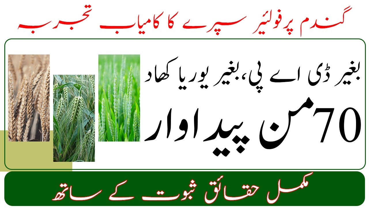 Wheat fertilizer folior spray plan| How to reduce fertilizer expenses| Nitrogen spray on wheat