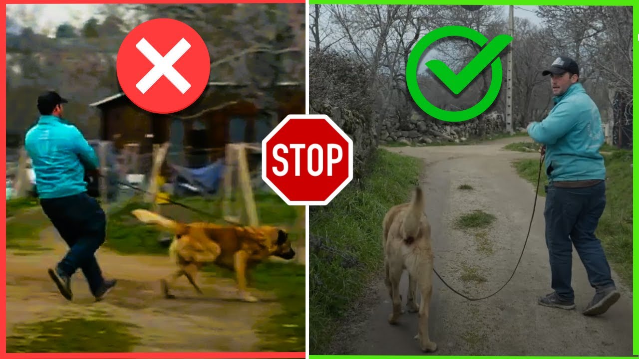 Cómo enseñar a cualquier PERRO a NO tirar de la correa en 10´min