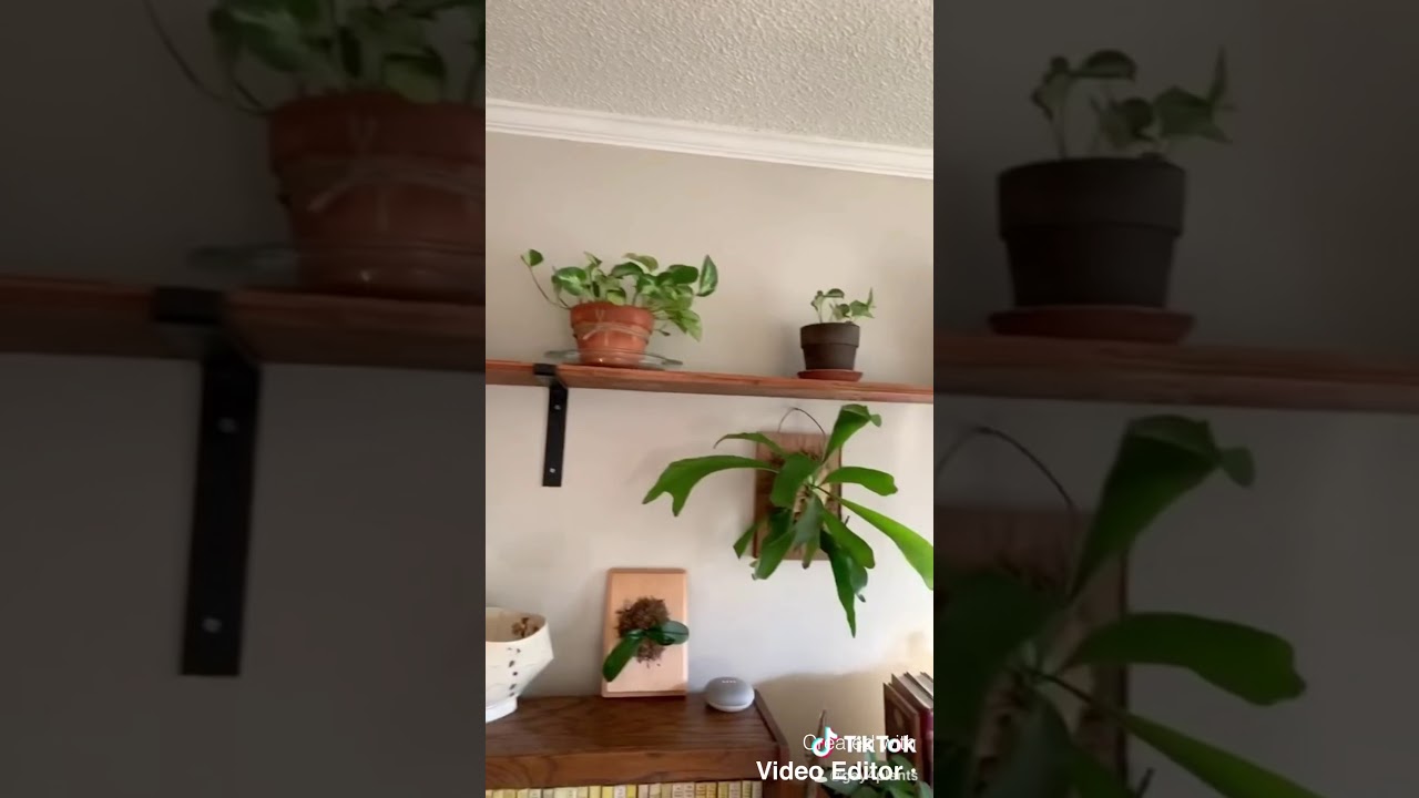 Planty Content from TikTok