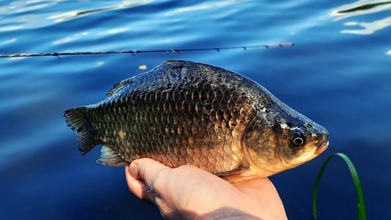 WEEKEND Z METHOD FEEDER NA PZW | Co udało się złowić?