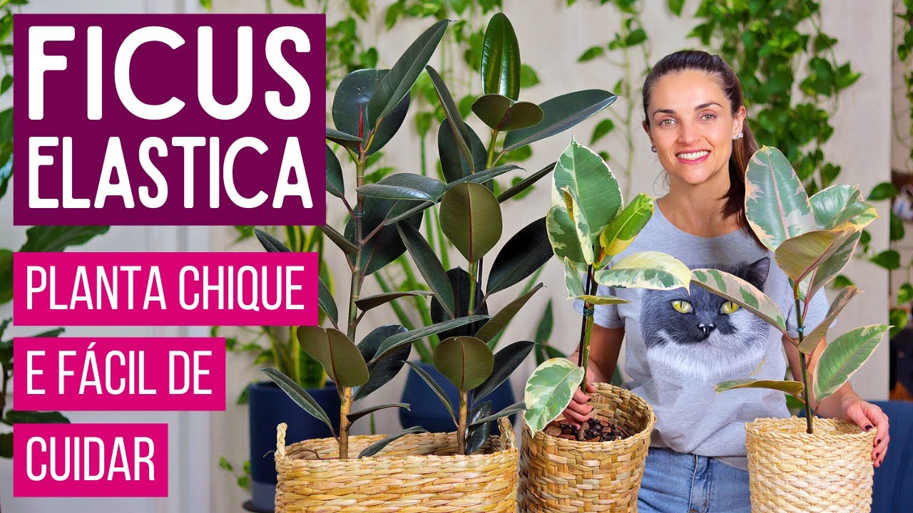FICUS ELASTICA 🌿 uma PLANTA CHIQUE e FÁCIL de CUIDAR para SUA CASA