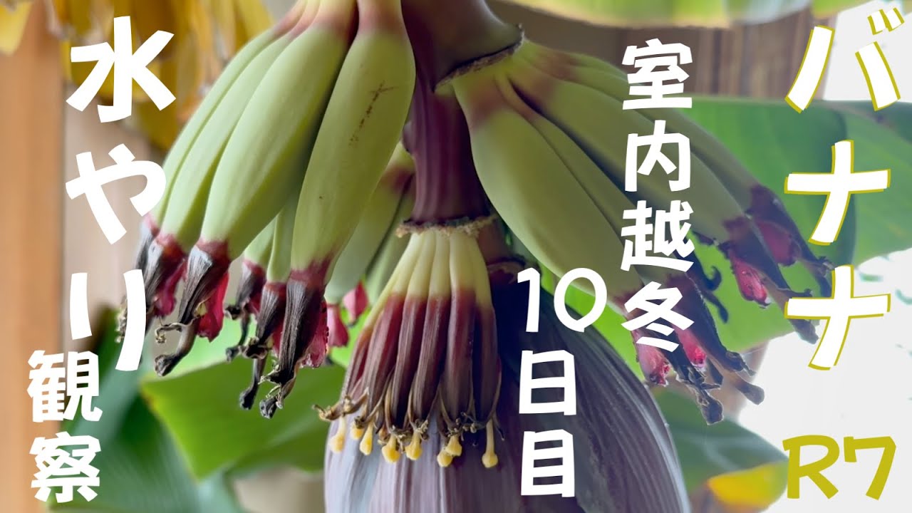 令和7年11月23日室内バナナ10日目観察　鉢植え　ドワーフナムワ