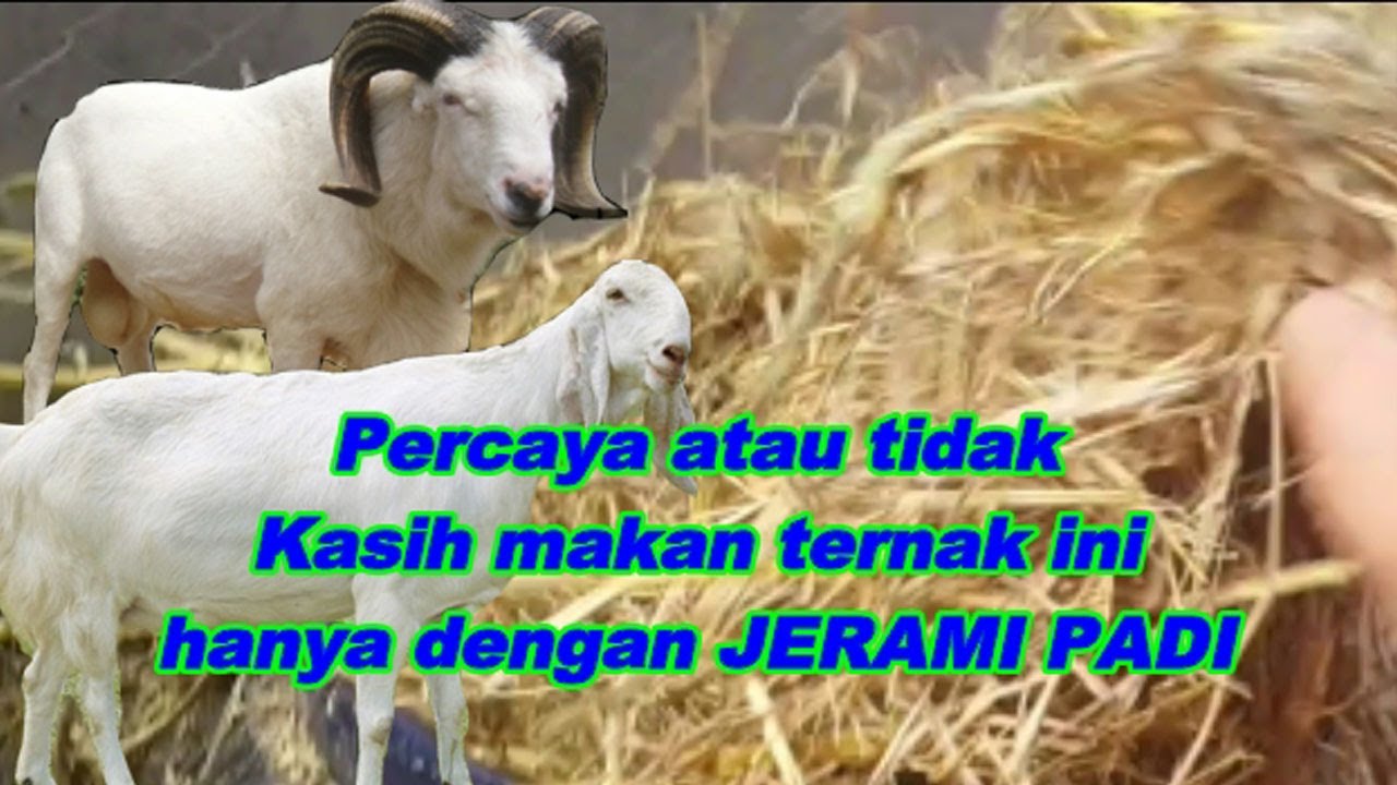 TERNYATA MEMBUAT PAKAN FERMENASI JERAMI untuk TERNAK DOMBA KAMBING SAPI ITU SANGAT SEDERHANA