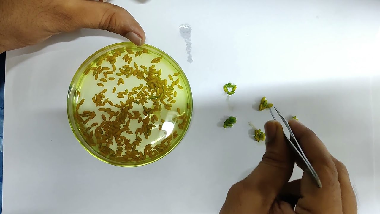 Double Staining Method to determine Dehusked Grain in Rice using Methylene Blue, Metanil Yellow, HCl