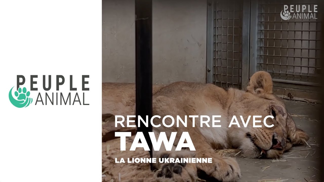 Le parc animalier d’Auvergne accueille une lionne ukrainienne