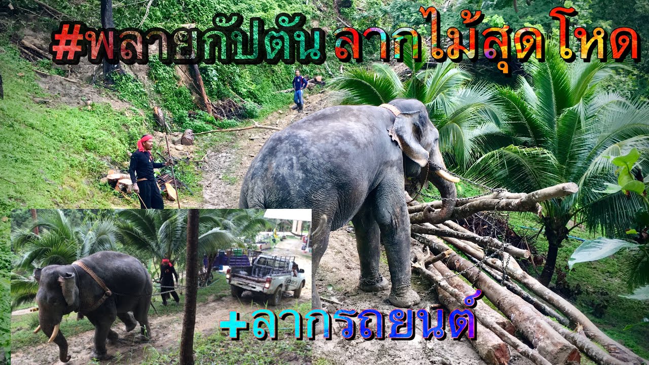 ช้างลากไม้แดนใต้ #พลายกัปตัน สายโหด