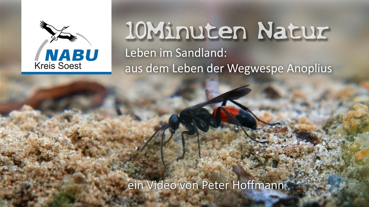 NABU-Natur: Wegwespe  Anoplius spec
