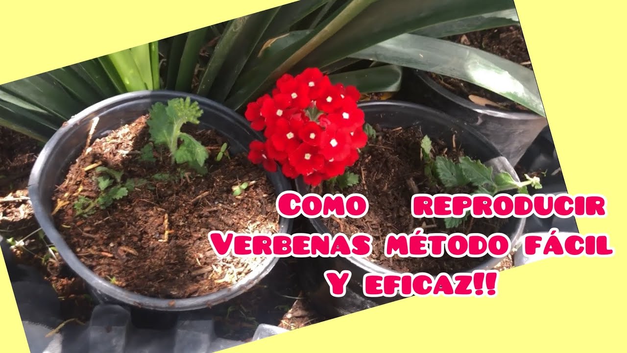 Cómo reproducir facil y rápido las verbenas método eficaz !!!