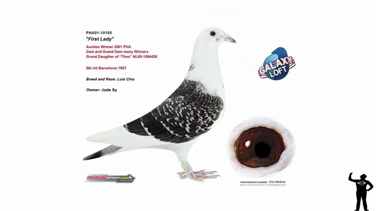 les plus beaux pigeons voyageurs du monde